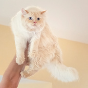 27th Oct 2025 - Presenting Zuko