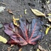 Autumn leaf 