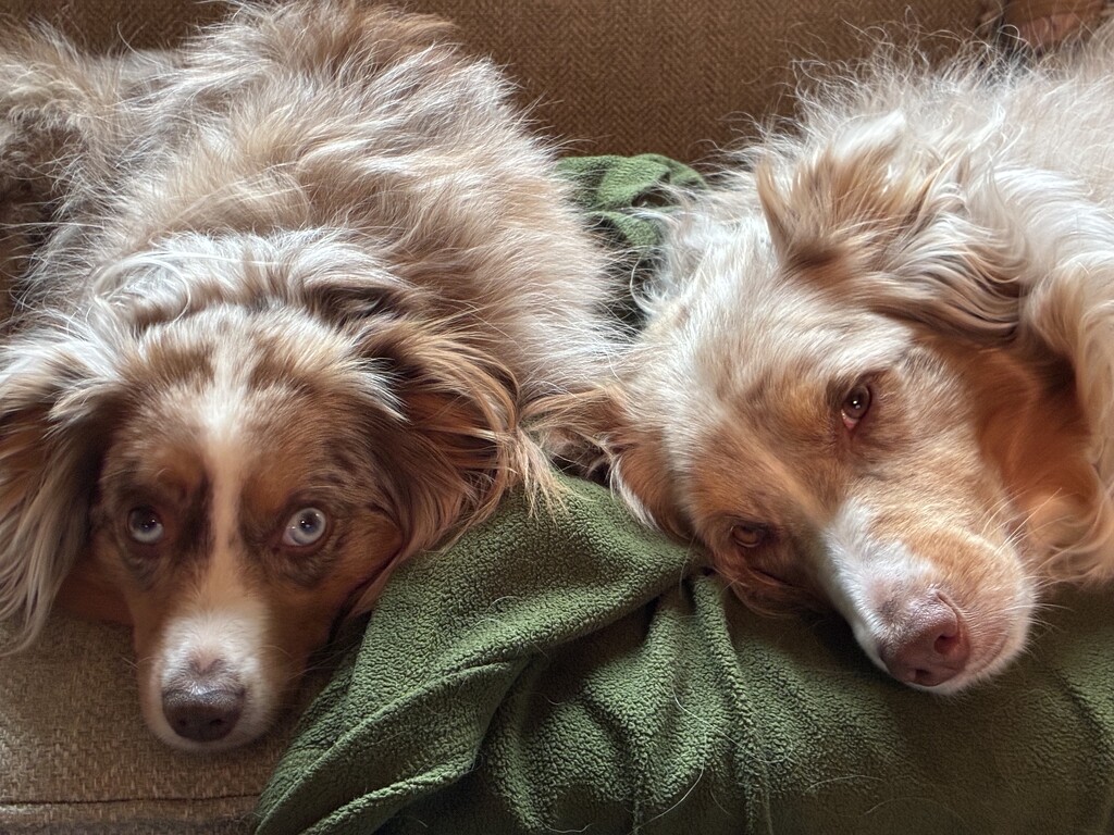 Milo &Remi by tomfdx