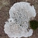 A lichen map