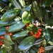 Pyracantha Berries