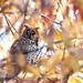 Long Eared Owl