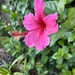 Backyard hibiscus 