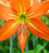 28th Oct 2025 - Hippeastrum