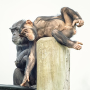 28th Oct 2025 - Pole Position