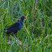 Pukeko