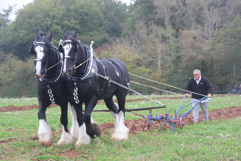 Ploughing championships by mariadarby