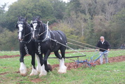 11th Oct 2025 - Ploughing championships