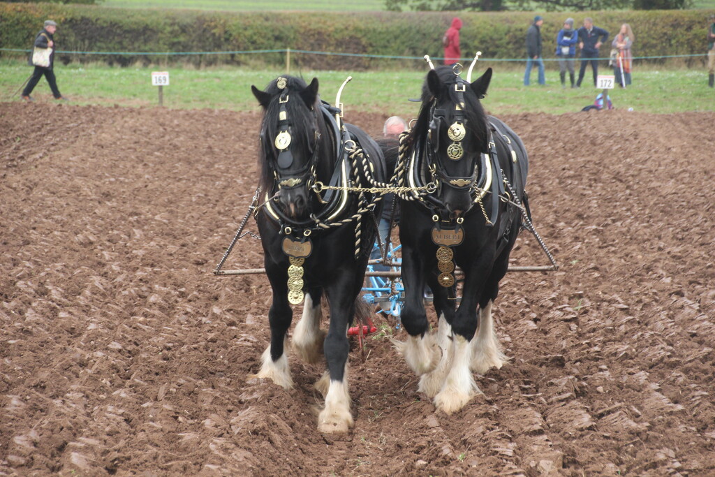 Heavy horses ploughing in the National Championships by mariadarby