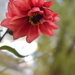 Final Dahlia Bloom