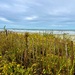 Early Autumn wildflowers at the beach 