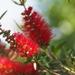 Bottle brush flowers 