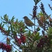 A wee waxeye in a bottle brush 