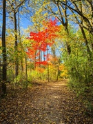 24th Oct 2025 - Stand out from the crowd