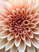 25th Oct 2025 - Dahlia up close