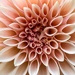 Dahlia up close