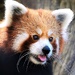 Red Panda