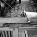 Dogs of Paris 30