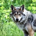 Mexican Gray Wolf
