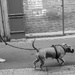 Dogs of Paris 31