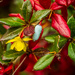 Berberis