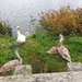 Swan and cygnets 