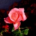 Rosebud
