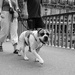 Dogs of Paris extras