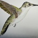 Hummingbird 