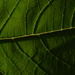 Leaf 29