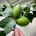 Trying a home grown lime
