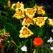 The Daylily's Are Opening ~