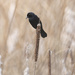Red-Winged Black Bird