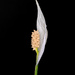 Variegated Peace Lily