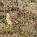 Kestrel