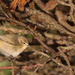 Chiffchaff