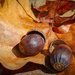 Acorns