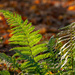 Fern in the autumn sun