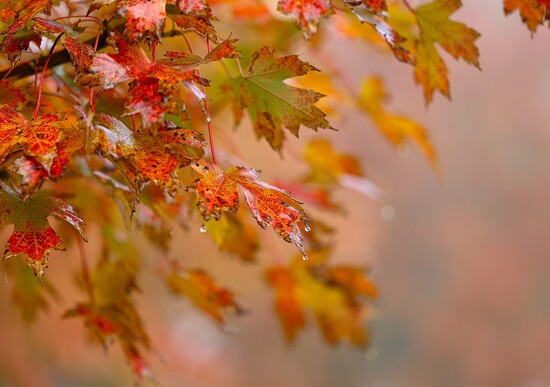 Official Top 20 Chart - Week 794