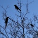 Grackles 