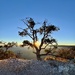 Shoshone Point Sunrise 
