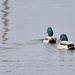 Mallards