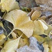 Frost on Ginkgo Leaves
