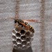 Asian Paper Wasp on Nest