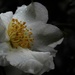 Camellia blossom...