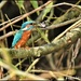 Kingfisher with his lunch 