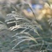 Ornamental grass is lovely blowing in the wind 