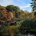 Bridge Surrounded By Colorful Leaves