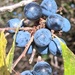 Sloes
