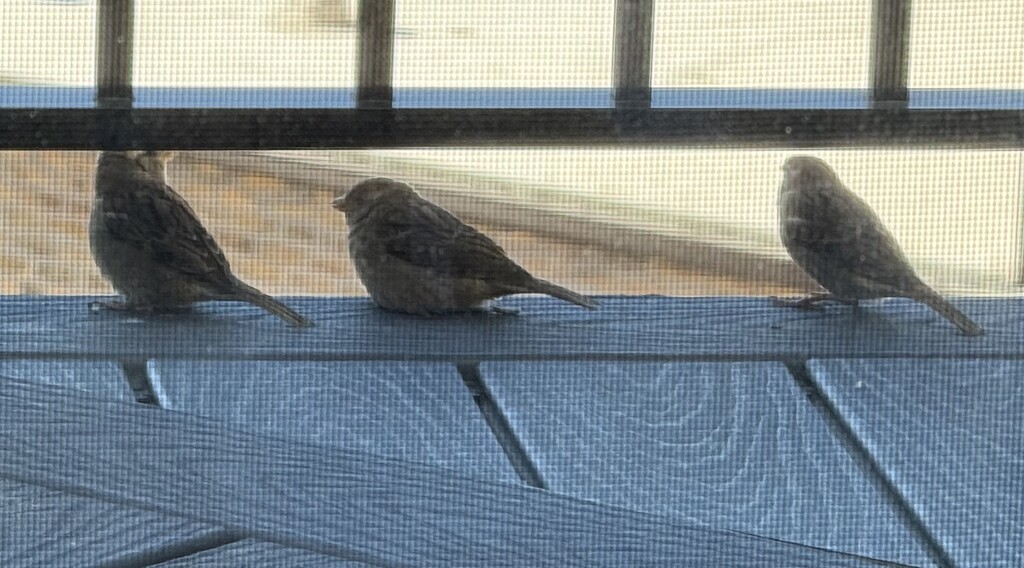 Sparrows On Line(s) by bluelane80